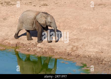 Elefante africano (Loxodonta africana), giovane maschio che cammina nella buca d'acqua, che riflette nell'acqua, Addo Elephant NP, Capo orientale, Sudafrica, Africa Foto Stock