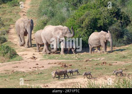 Elefanti africani di cespuglio (Loxodonta africana), mandria con bambino elefante che cammina verso la buca d'acqua, warthogs (phacochoerus africanus), gruppo di passaggio, Addo Foto Stock