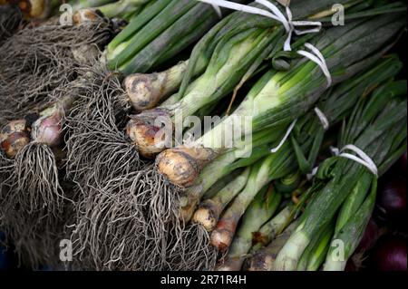 Cipollotti freschi e biologici in un mercato agricolo a Catania Sicilia, Italia. Foto Stock