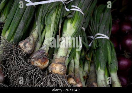 Cipollotti freschi e biologici in un mercato agricolo a Catania Sicilia, Italia. Foto Stock