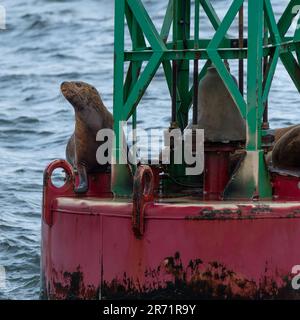 Sigilla il sole su una boa rossa vicino a Juneau Alaska Foto Stock