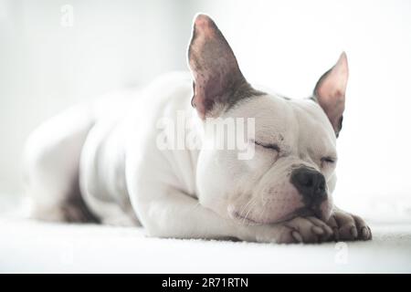 Francese Bulldog inglese Staffordshire terrier mix posa per un ritratto Foto Stock