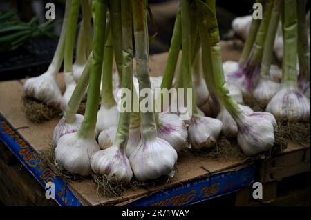 Nuovo raccolto aglio verde fresco al mercato agricolo di Catania in Sicilia. Foto Stock