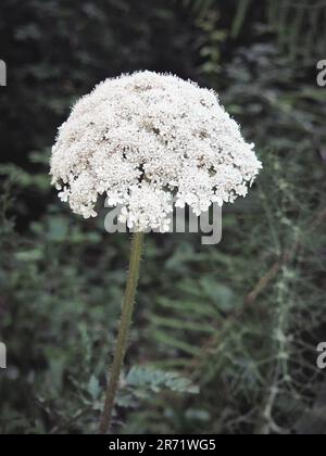 Una pianta di carota selvatica che cresce in una foresta del Portogallo con sfondo sfocato. Primo piano. Daucus carota è una pianta in fiore della famiglia Apiacea Foto Stock