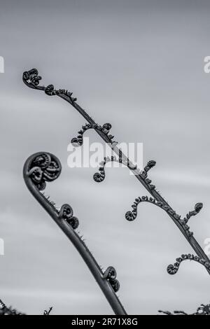 Il Fiddle teste di una felce di alberi di foresta, Alsophila capensis, in bianco e nero, contro un cielo nebuloso. Foto Stock