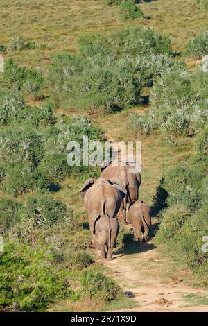 Elefanti africani del bush (Loxodonta africana), camminando su una pista sterrata nella savana, Addo Elephant National Park, Eastern Cape, Sudafrica, Africa Foto Stock