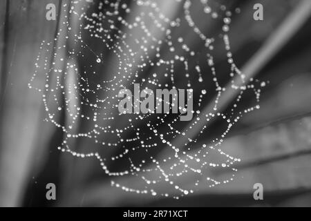 Primo piano monocromatico di una piccola tela ragni, ricoperta di gocce di dewdrops al mattino presto Foto Stock