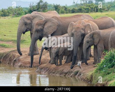 Elefanti africani del cespuglio (Loxodonta africana), mandria che beve al pozzo d'acqua, un'anatra che vola di fronte a loro, Addo NP, Capo orientale, Sudafrica, Africa Foto Stock