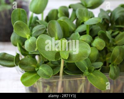 Primo piano dei microgreens di girasole. Germogli verdi giovani di semi di girasole. Microgreens crescente nel paese. Concetto di alimentazione sana. Foto Stock