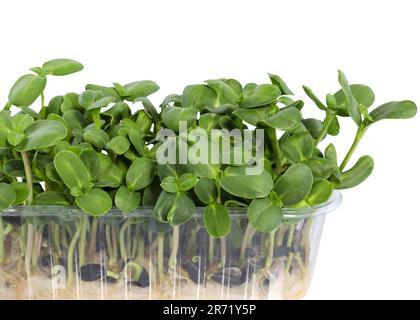 Germogliati semi di girasole in un isolato contenitore di plastica. Piccolo germogli di girasole verdi primo piano. Microgreens di semi su sfondo bianco, organo delizioso Foto Stock