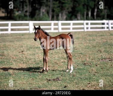 Australia. Queensland. Nuovo cavallo foal in campo. Foto Stock
