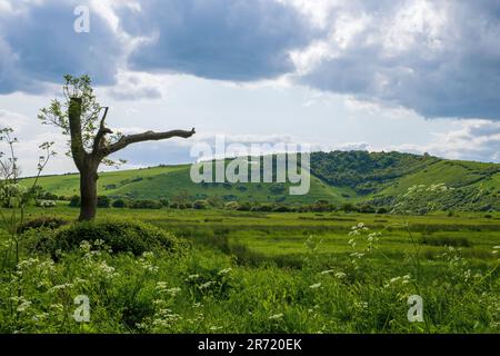 White Horse conosciuto anche come Hindover Hill White Horse, Litlington, East Sussex, Inghilterra, Regno Unito Foto Stock