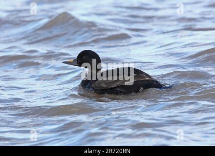 Scoter comune (Melanitta nigra) primo maschio estivo in mare Eccles-on-Sea, Norfolk, UK. Aprile Foto Stock