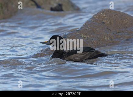 Scoter comune (Melanitta nigra) prima estate maschio in mare nuoto passato rocce Eccles-on-Sea, Norfolk, Regno Unito. Aprile Foto Stock