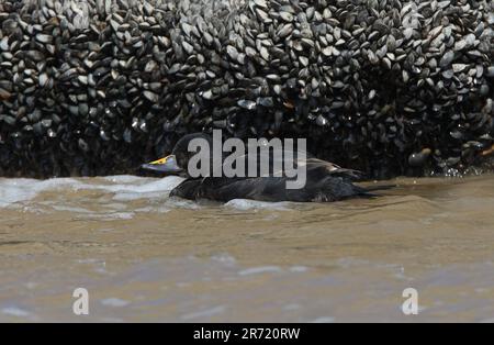 Scoter comune (Melanitta nigra) primo maschio estivo in mare da crostacei incrostati rocce Eccles-on-Sea, Norfolk, Regno Unito. Aprile Foto Stock