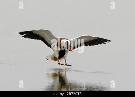 Shelduck comune (Tadorna tadorna) maschio sbarco su acqua ancora Norfolk Maggio Foto Stock