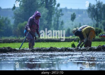 Srinagar, India. 11th giugno, 2023. Kashmiri donna che lavorava alla coltivazione del riso in un campo inondato di acqua nelle pianure che circondano Kashmir il 12 giugno 2023 ad Awanti Pora, 45 km (30 miglia) a sud di Srinagar, in Kashmir amministrato in India. (Foto di Mubashir Hassan/Pacific Press) Credit: Pacific Press Media Production Corp./Alamy Live News Foto Stock