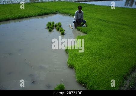 Srinagar, India. 11th giugno, 2023. L'agricoltore Kashmiri ha piantato la piantina di riso per il trapianto di riso in un altro deposito ad Awanti Pora, distretto meridionale dell'India amministrato Kashmir il 12 giugno 2023 . (Foto di Mubashir Hassan/Pacific Press) Credit: Pacific Press Media Production Corp./Alamy Live News Foto Stock