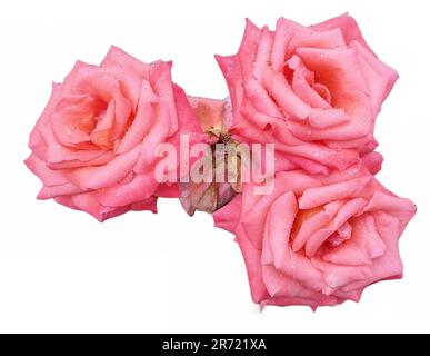 Tre rose rosa con gocce d'acqua su di loro Foto Stock