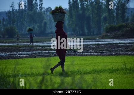 Giugno 11, 2023, Srinagar, Jammu e Kashmir, India: Kashmiri femmina contadina camminare in una risaia come trasportano cestini di concime sterco sulle loro teste durante la stagione di semina il 12 giugno 2023 in Awanti Pora, 40km (30 miglia) a sud di Srinagar, in indiano amministrato Kashmir. (Credit Image: © MUbashir Hassan/Pacific Press via ZUMA Press Wire) SOLO PER USO EDITORIALE! Non per USO commerciale! Foto Stock