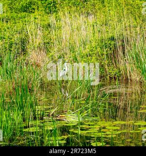 Airone grigio (Ardea cinerea) che si nasconde nelle canne Foto Stock