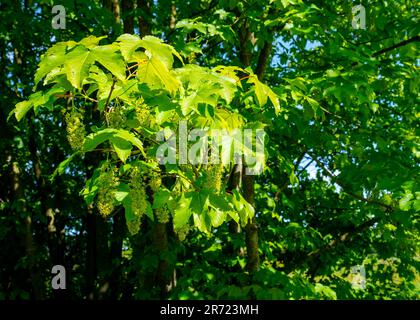 Primo piano della fioritura dell'acero di Sycamore (Acer pseudoplatanus) Foto Stock