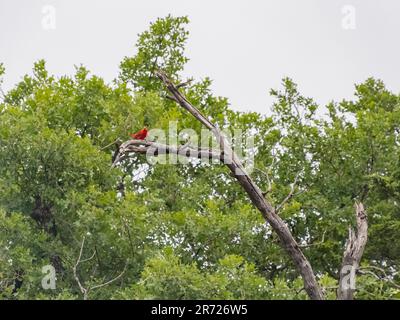 Primo piano dell'uccello estivo di Tanager nel paesaggio del French Lake Trail in Oklahoma Foto Stock