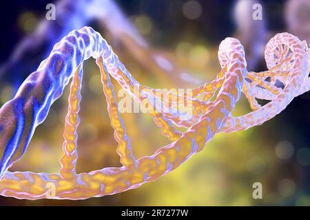 Molecola di DNA, computer grafica. La molecola di DNA (acido desossiribonucleico) è costituito da una lunga doppia elica di fosfati e di zuccheri, collegati da pai Foto Stock