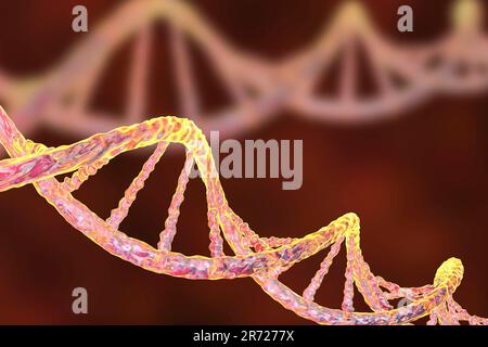 Molecola di DNA, computer grafica. La molecola di DNA (acido desossiribonucleico) è costituito da una lunga doppia elica di fosfati e di zuccheri, collegati da pai Foto Stock