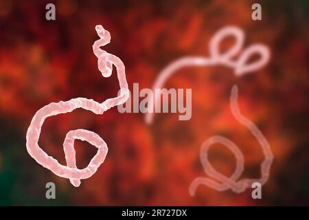 Virus Ebola particelle, illustrazione del computer. Il virus Ebola (EBOV) è la causa del virus ebola della malattia negli esseri umani e primati non umani. Si tratta di un seve Foto Stock