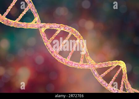 Molecola di DNA, computer grafica. La molecola di DNA (acido desossiribonucleico) è costituito da una lunga doppia elica di fosfati e di zuccheri, collegati da pai Foto Stock