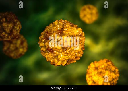 Enterovirus, illustrazione del computer. L'enterovirus è un genere di virus RNA di senso positivo della famiglia Picornaviridae. Erano originariamente classifi Foto Stock