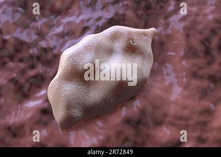 Fluke fegato. Illustrazione computerizzata di un trematode di fegato adulto, Fasciola hepatica, un parassita di pecore, bovini e esseri umani. Gli esseri umani ingeriscono le larve di fluke vicino Foto Stock