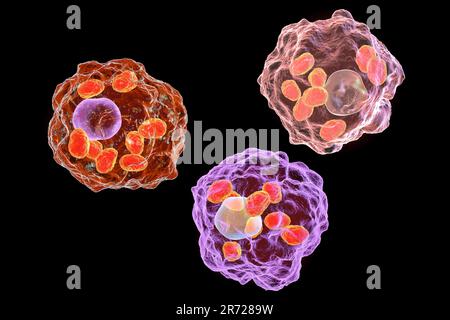 Amastigoti di parassiti Leishmania all'interno di macrofagi, opere d'arte. Leishmania sp. causa leishmaniosi, una malattia tropicale trasmessa da morsi da infe Foto Stock