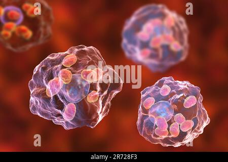 Amastigoti di parassiti Leishmania all'interno di macrofagi, opere d'arte. Leishmania sp. causa leishmaniosi, una malattia tropicale trasmessa da morsi da infe Foto Stock