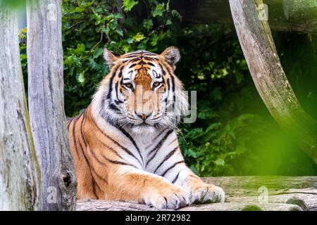 Vista ravvicinata di una tigre siberiana (Panthera tigris altaica) che guarda la telecamera, ad altissima risoluzione Foto Stock