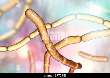 Bacillo di fieno. Computer illustrazione di batteri Bacillus subtilis. B.subtilis, o il bacillo di Hay, è un batterio aerobico, a forma di asta, Gram-positivo. Foto Stock