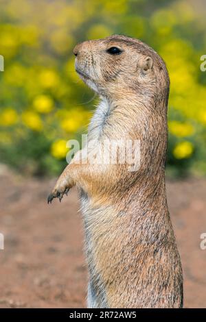 Allarmato cane della prateria dalla coda nera (Cynomys ludovicianus) sul belvedere della colonia, nativo delle grandi pianure del Nord America Foto Stock