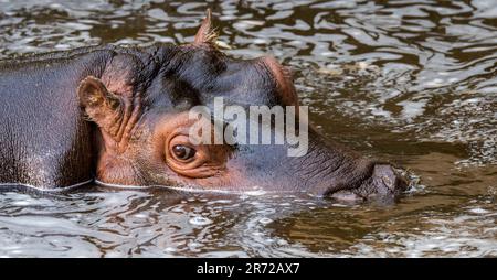 Primo piano di carino giovane comune ippopotamo / ippopotamo (ippopotamo anfibio) vitello riposante in acqua di lago Foto Stock