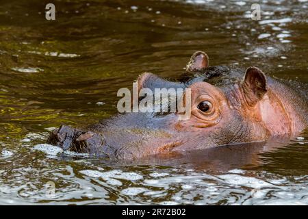 Primo piano di carino giovane comune ippopotamo / ippopotamo (ippopotamo anfibio) vitello riposante in acqua di lago Foto Stock