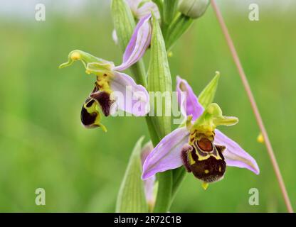 Ophrys Apifera, l'orchidea vicino Perchtoldsdorf primo piano Foto Stock