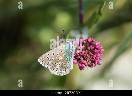 Foraging Chalkhill Blue (Polyommatus/ Lysandra coridon) a Eastbourne, Sussex orientale Foto Stock