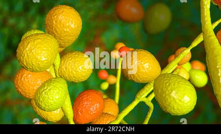 Computer illustrazione di funghi Candida (lievito). I rappresentanti più comuni dei funghi Candida sono C. albicans e C. auris con morfologia simile. Foto Stock