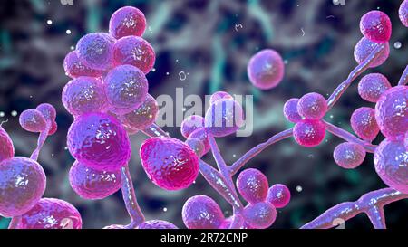 Computer illustrazione di funghi Candida (lievito). I rappresentanti più comuni dei funghi Candida sono C. albicans e C. auris con morfologia simile. Foto Stock