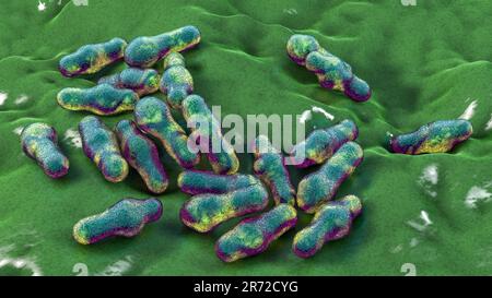 Batteri Clostridium, illustrazione del computer. Clostridia sono batteri sporigeni che includono diverse specie patogeniche umane, C. difficile, C. tet Foto Stock