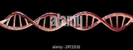 DNA (acido desossiribonucleico) molecola, illustrazione del computer. Foto Stock
