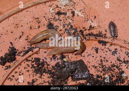 Sotto una pentola di plastica con lumache da serra (Ambigolimax valentianus), lumache da chelback di famiglia (Limacidae) e piovana comune (Oniscus asellus), Foto Stock