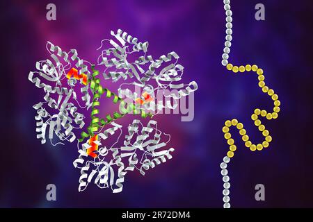 Molecola della proteina Huntingtin mutante, la causa della malattia di Huntington, illustrazione informatica. Contiene espansione di poliglutammina (polyQ, Marke Foto Stock