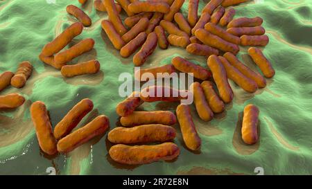 Cutibacterium (ex Propionibacterium) batteri, computer illustrazione. Questi sono un esempio di batteri non patogeni trovati sulla pelle umana, dove Foto Stock