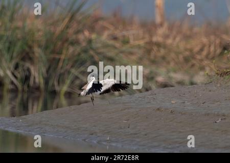 Il lapwing del fiume (Vanellus duvaucelii) osservato in Gajoldaba nel Bengala occidentale, India Foto Stock
